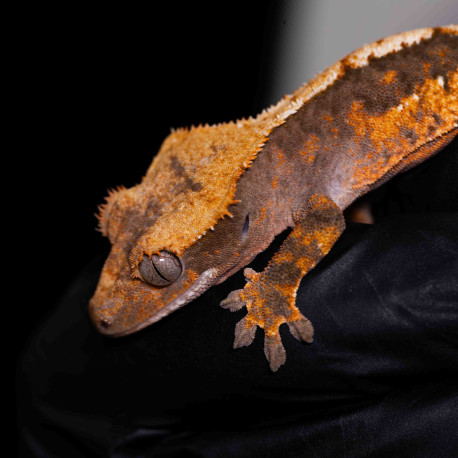 Gecko Crestado - Correlophus ciliatus