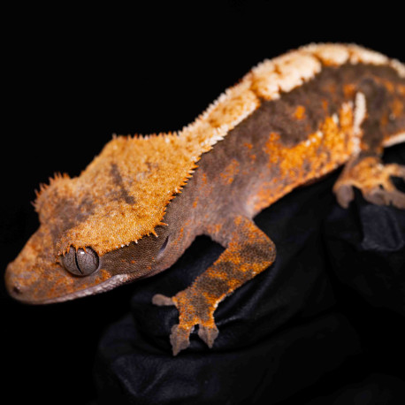 Gecko Crestado - Correlophus ciliatus