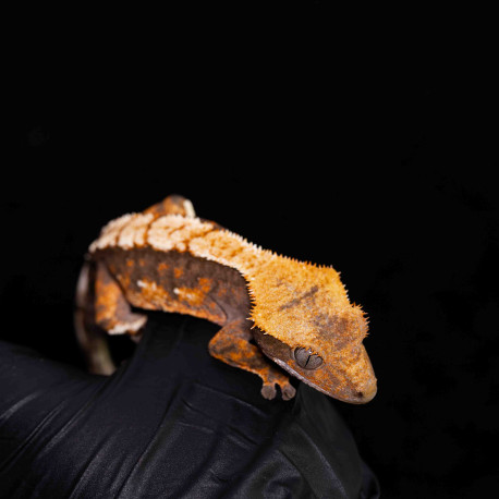 Gecko Crestado - Correlophus ciliatus