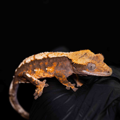 Gecko Crestado - Correlophus ciliatus