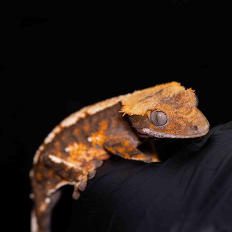 Gecko Crestado - Correlophus ciliatus