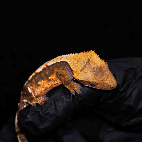 Gecko Crestado - Correlophus ciliatus