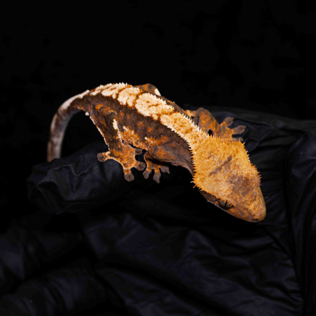 Gecko Crestado - Correlophus ciliatus