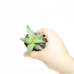 Aloe brevifolia