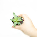 Aloe brevifolia