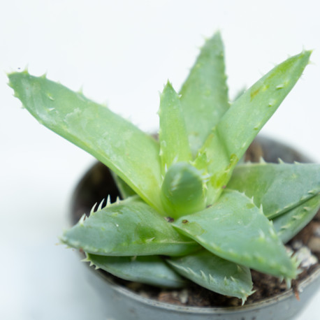 Aloe brevifolia