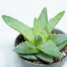 Aloe brevifolia
