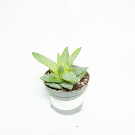 Aloe brevifolia