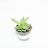 Aloe brevifolia