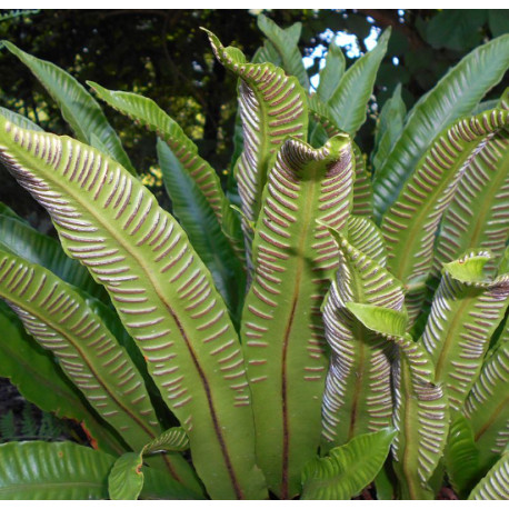 Asplenium scolopendrium - Língua Cervina
