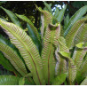 Asplenium scolopendrium - Língua Cervina