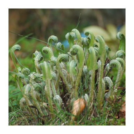 Asplenium scolopendrium - Língua Cervina