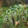 Asplenium scolopendrium - Língua Cervina