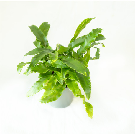 Asplenium scolopendrium - Língua Cervina