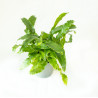 Asplenium scolopendrium - Língua Cervina