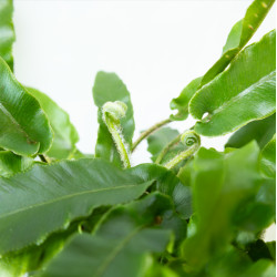Asplenium scolopendrium - Língua Cervina