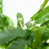 Asplenium scolopendrium - Língua Cervina