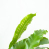 Asplenium scolopendrium - Língua Cervina