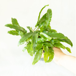 Asplenium scolopendrium - Língua Cervina