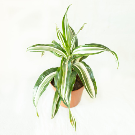 Dracaena fragrans "White jewel"