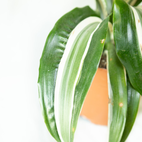 Dracaena fragrans "White jewel"