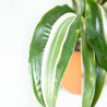 Dracaena fragrans "White jewel"