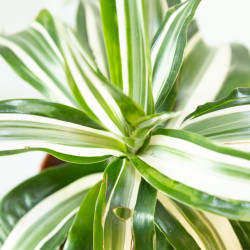 Dracaena fragrans "White jewel"