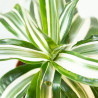 Dracaena fragrans "White jewel"
