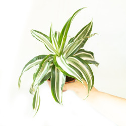 Dracaena fragrans "White jewel"