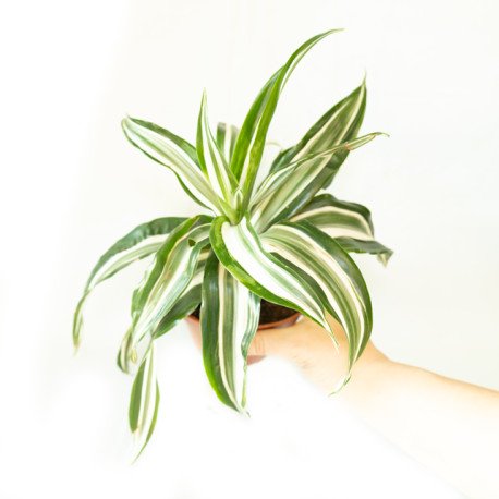 Dracaena fragrans "White jewel"
