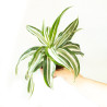 Dracaena fragrans "White jewel"