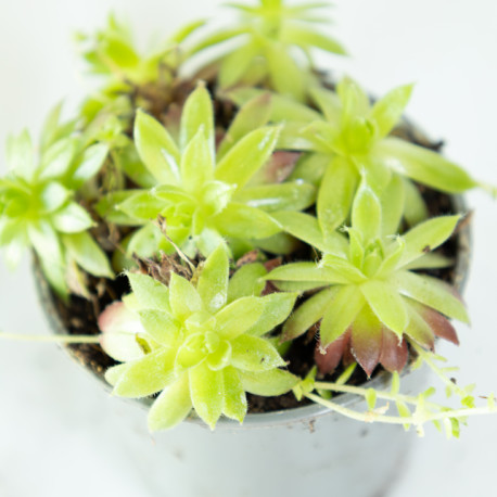 Sempervivum sp.