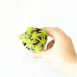 Sempervivum sp.