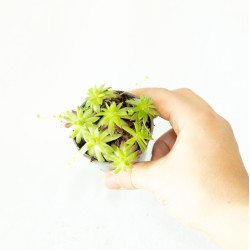 Sempervivum sp.