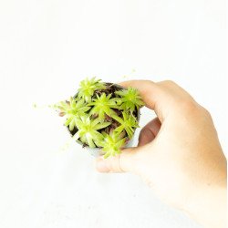 Sempervivum sp.