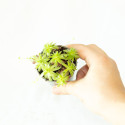 Sempervivum sp.