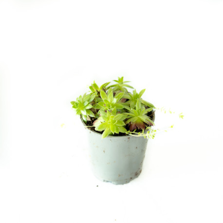 Sempervivum sp.