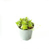 Sempervivum sp.