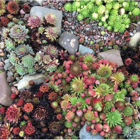 Sempervivum sp.