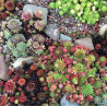 Sempervivum sp.