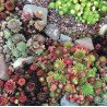 Sempervivum sp.