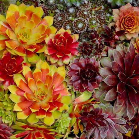 Sempervivum sp.