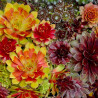Sempervivum sp.