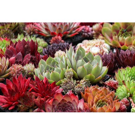 Sempervivum sp.