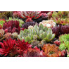 Sempervivum sp.