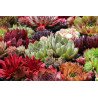 Sempervivum sp.