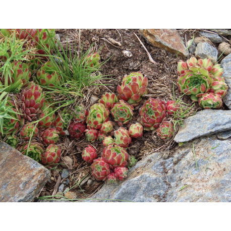 Sempervivum sp.