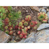 Sempervivum sp.