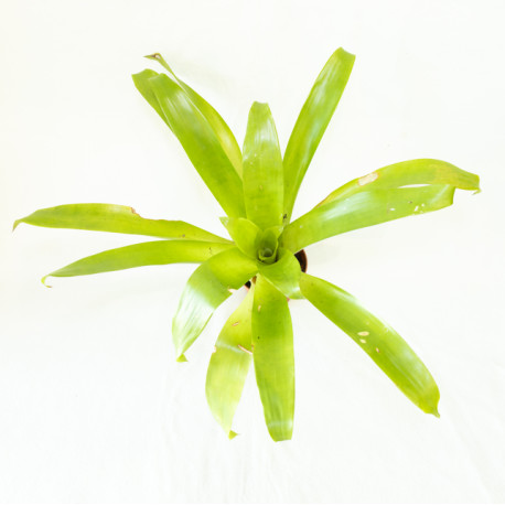 Vriesea sp.