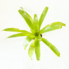 Vriesea sp.